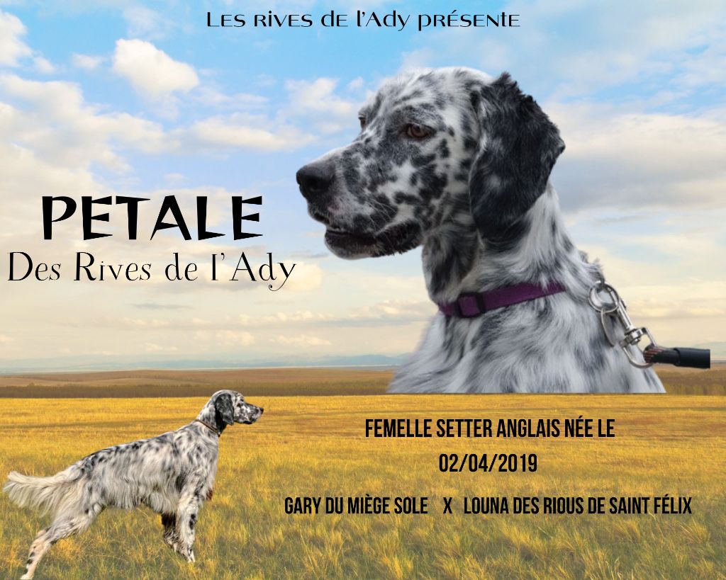 Les Setter Anglais de l'affixe Des Rives De L'Ady