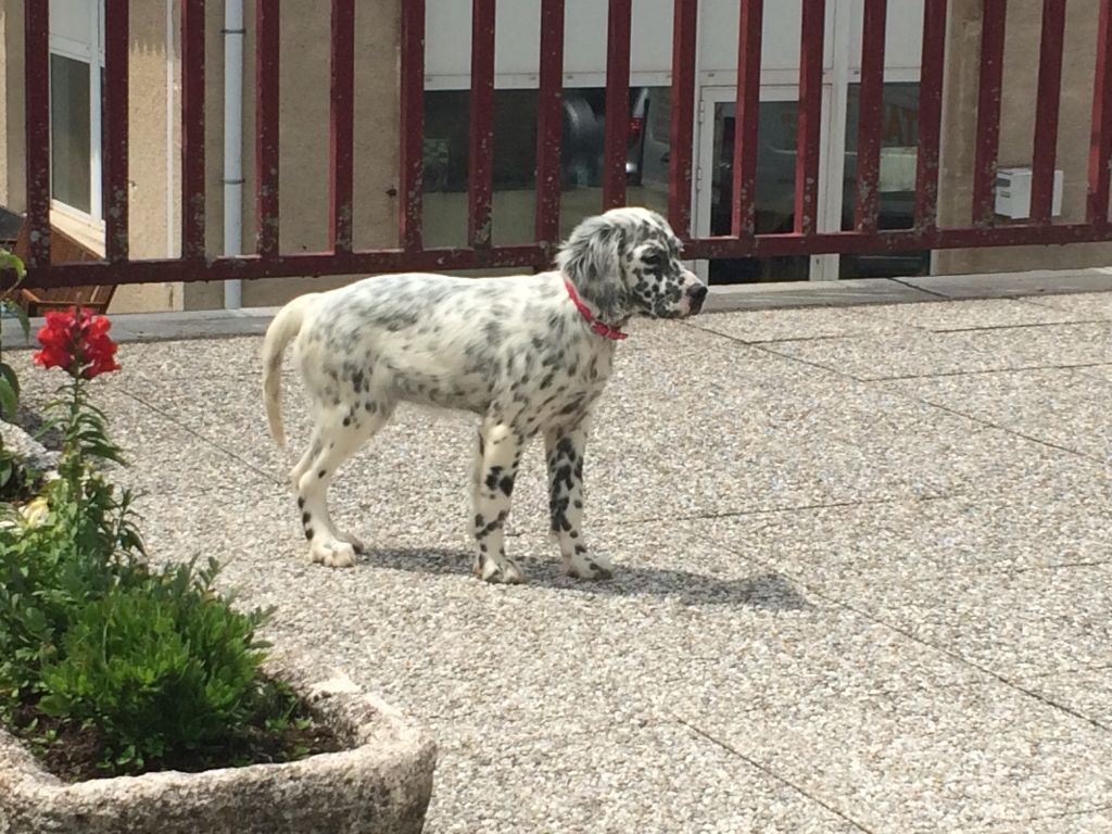 Pétale Des Rives De L'Ady