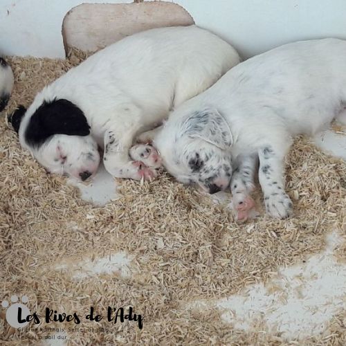 Chiots Louna des Rious de Saint Félix