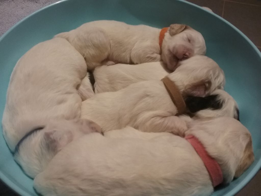 Des Rives De L'Ady - Setter Anglais - Portée née le 02/04/2019