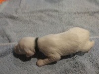 CHIOT