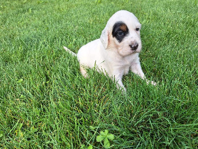 CHIOT