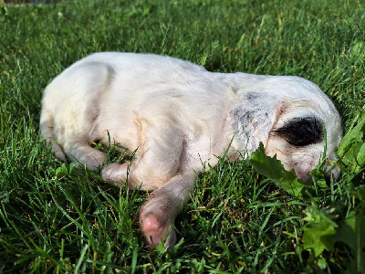 CHIOT