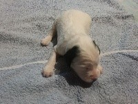 CHIOT