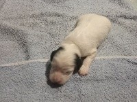CHIOT