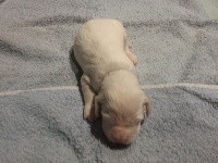 CHIOT
