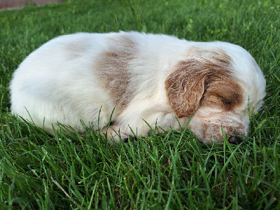 CHIOT