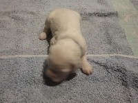 CHIOT