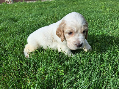 CHIOT