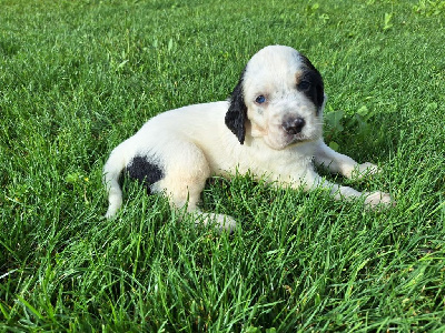 CHIOT