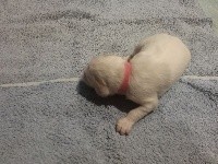 CHIOT
