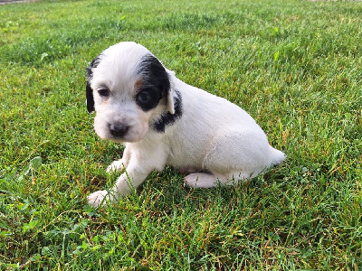 CHIOT