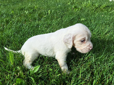 CHIOT