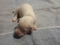 CHIOT