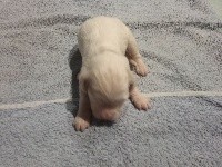 CHIOT