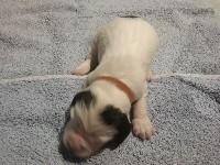 CHIOT