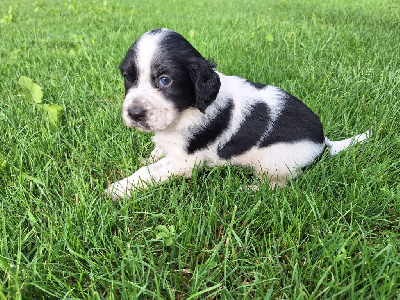 CHIOT
