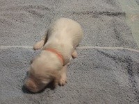 CHIOT